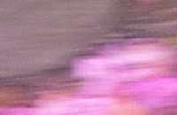 the potential energy of flower petals expended