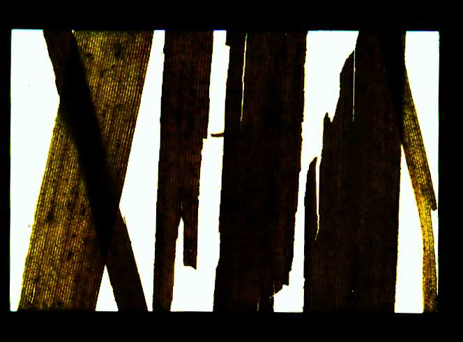 scene from casey kelbaugh's slideluck potshow #20