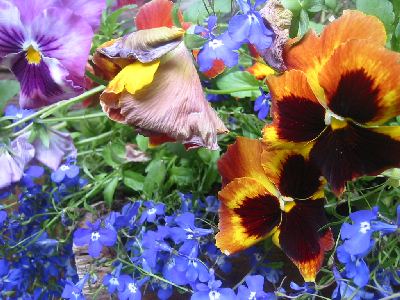 a wardrobe of flowers