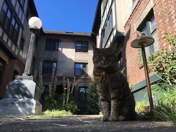 Miso the cat ruling it in
                      front of a 1911 apartment building on capitol hill
                      in seattle