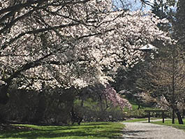 under the cherry blossoms