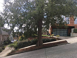 steet street tree